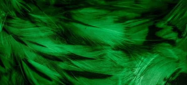 Green Feathers Owl Visible Details — Stockfoto