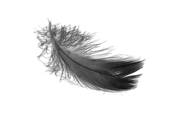 Black Goose Feather White Isolated Background — Stockfoto