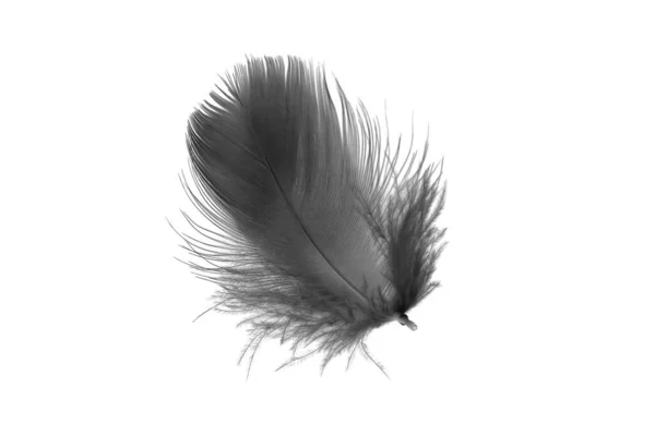 Beyaz Izole Bir Arkaplanda Siyah Kaz Tüyü — Stok fotoğraf