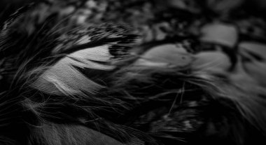 white and black feathers of the owl