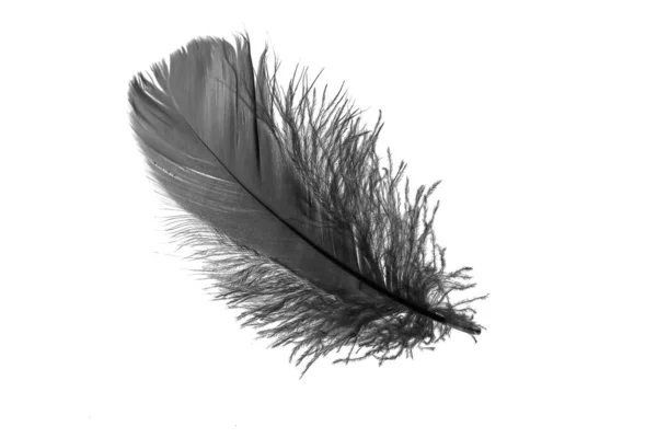 Black Goose Feather White Isolated Background — Stock Photo, Image
