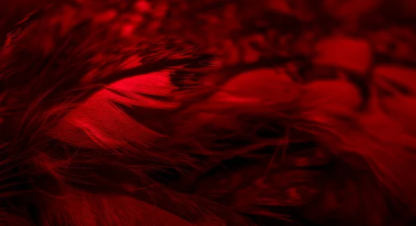 フクロウの赤い羽と目に見える詳細 — ストック写真