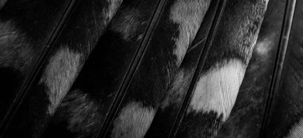 Белые Черные Подвиги Совы — стоковое фото