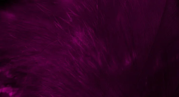 紫色鹰毛 有明显的细节 背景或纹理 — 图库照片