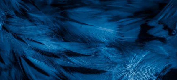 Blue Feathers Owl Visible Details — Stockfoto