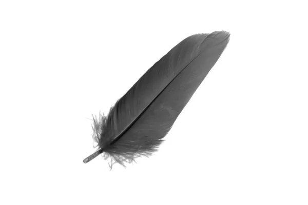 Black Goose Feather White Isolated Background — 스톡 사진