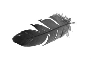 Beyaz izole bir arkaplanda siyah kaz tüyü