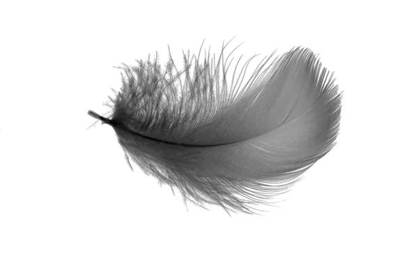 Black Goose Feather White Isolated Background — Photo