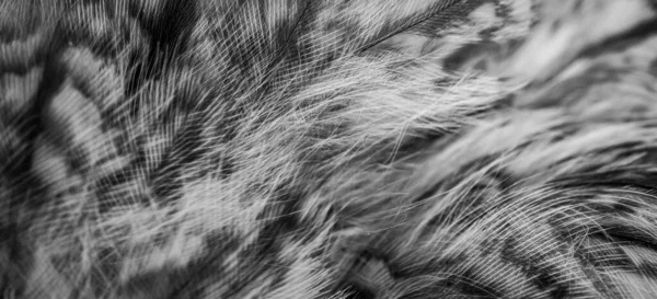 White Black Feathers Owl — Fotografia de Stock