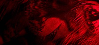 red feathers of the owl with visible details