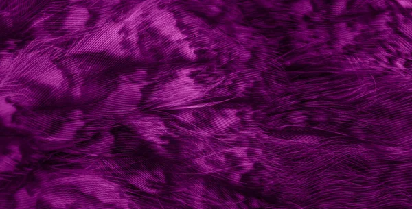 Violet Feathers Owl Visible Details — Zdjęcie stockowe