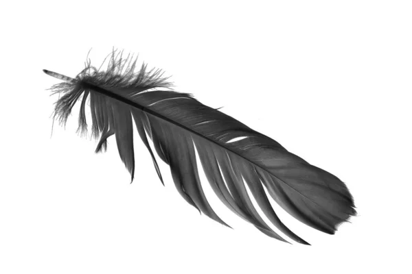 Black Goose Feather White Isolated Background — 图库照片