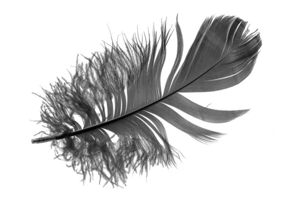 Black Goose Feather White Isolated Background — Foto Stock