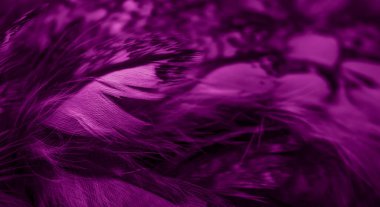 violet feathers of the owl with visible details