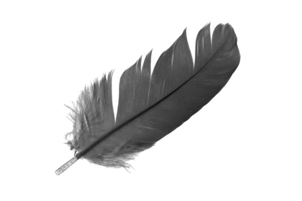 Black Goose Feather White Isolated Background — Stock Fotó