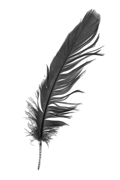 Black Goose Feather White Isolated Background – stockfoto