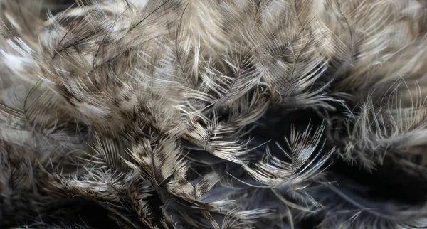 White White Feathers Owl — Stock fotografie