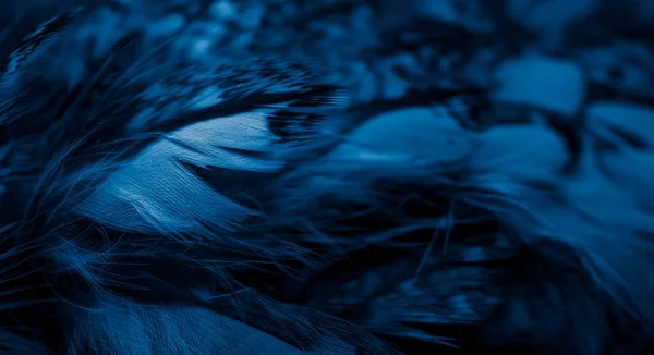 フクロウの青い羽と目に見える詳細 — ストック写真