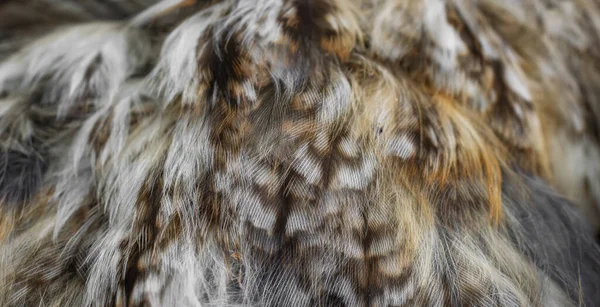 White White Feathers Owl — Zdjęcie stockowe