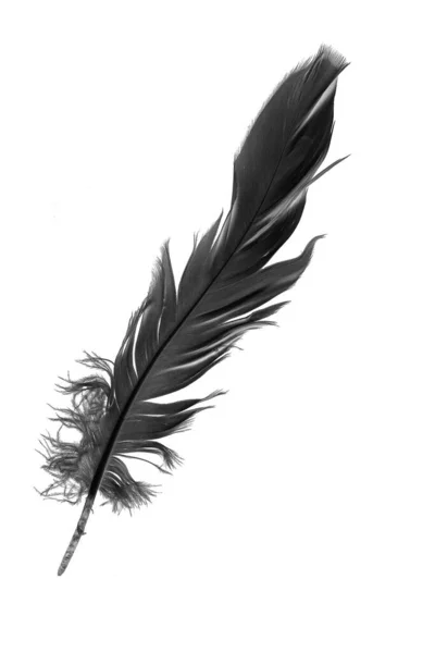 Μαύρο Φτερό Χήνας Ένα Λευκό Απομονωμένο Φόντο — Φωτογραφία Αρχείου