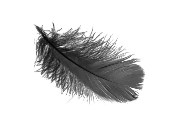 Black Goose Feather White Isolated Background — Fotografia de Stock