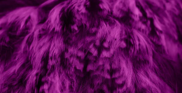 Фіолетове Пір Сови Видимими Деталями — стокове фото