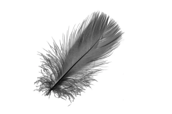 Black Goose Feather White Isolated Background — Zdjęcie stockowe