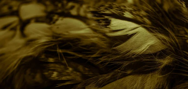 フクロウの金色の羽目に見える詳細 — ストック写真