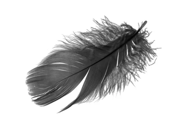 Black Goose Feather White Isolated Background — ストック写真