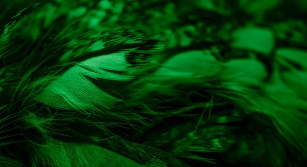 Green Feathers Owl Visible Details — Stockfoto