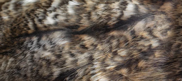 White White Feathers Owl — Stock Photo, Image