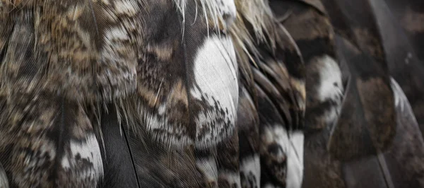 White White Feathers Owl — 스톡 사진