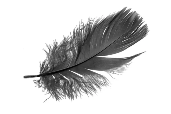 Black Goose Feather White Isolated Background — Stok fotoğraf