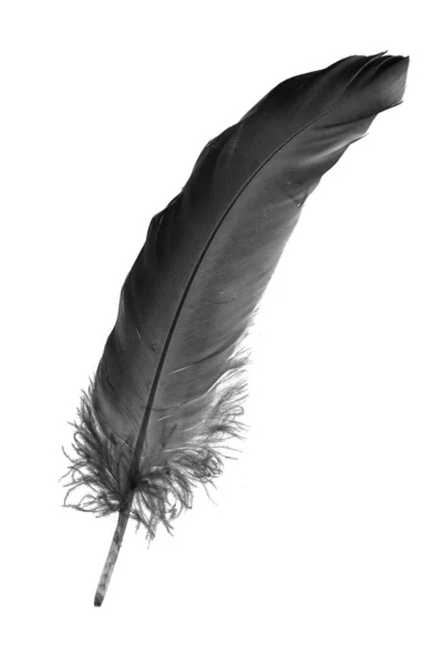 Black Goose Feather White Isolated Background — Stockfoto