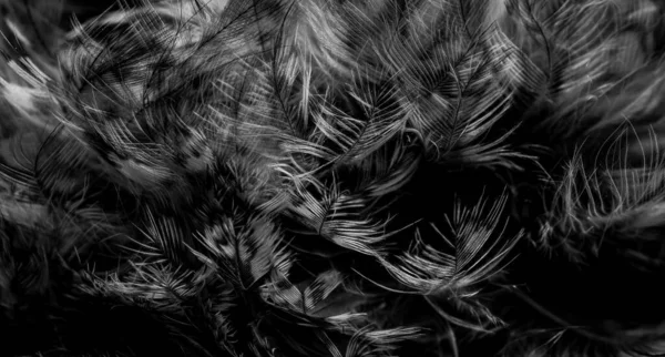 White Black Feathers Owl — Foto Stock