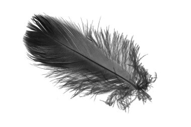 Beyaz izole bir arkaplanda siyah kaz tüyü