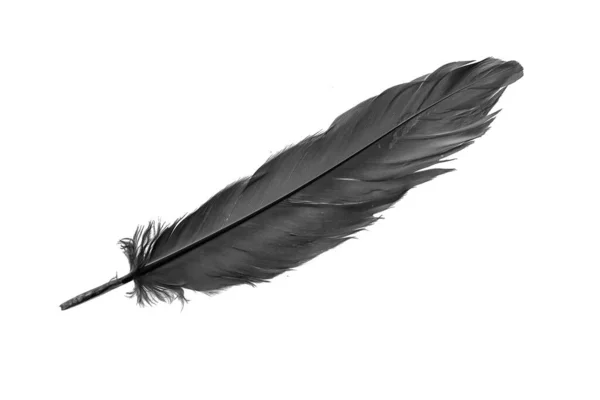 Black Goose Feather White Isolated Background — Foto de Stock