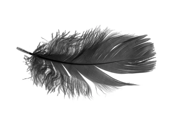 Black Goose Feather White Isolated Background — Stock Photo, Image