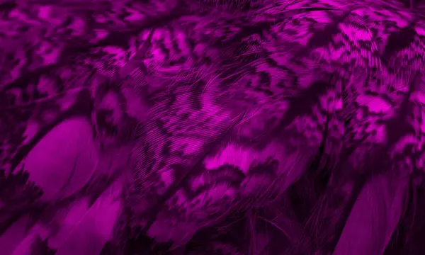 Violet Feathers Owl Visible Details — Stock fotografie