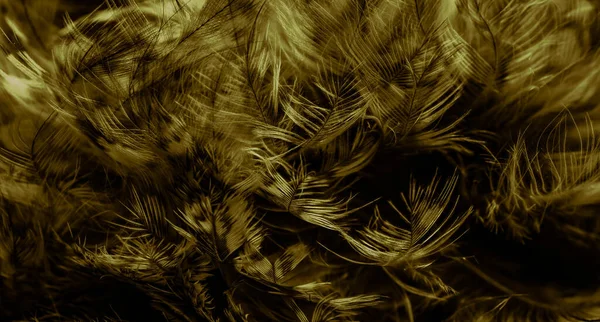 Gold Feathers Owl Visible Details — Stock Photo, Image