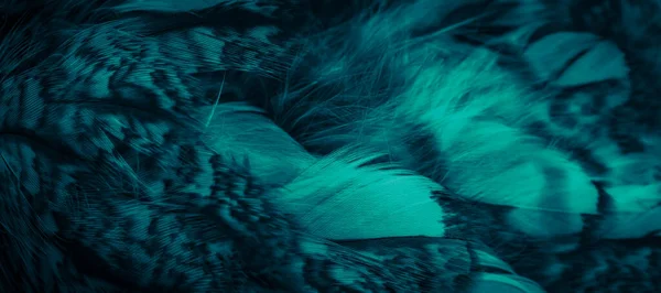 Blue Feathers Owl Visible Details — Φωτογραφία Αρχείου