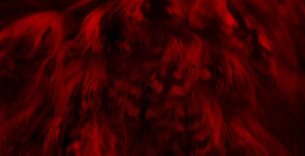 フクロウの赤い羽と目に見える詳細 — ストック写真