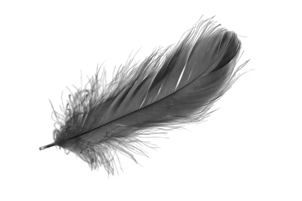 Μαύρο Φτερό Χήνας Ένα Λευκό Απομονωμένο Φόντο — Φωτογραφία Αρχείου