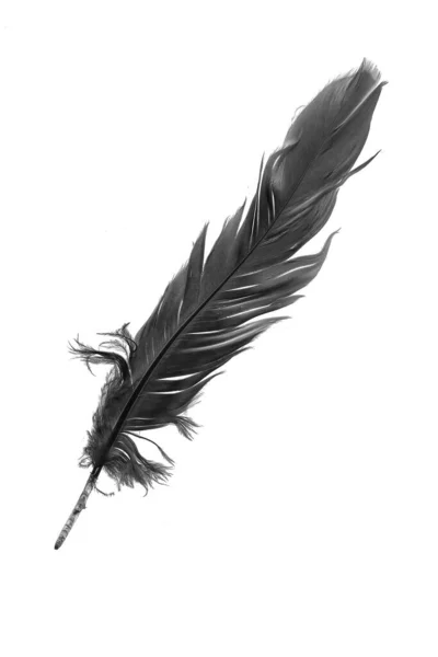 Black Goose Feather White Isolated Background — Stock fotografie