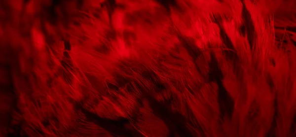 Красные Перья Совы Видимыми Деталями — стоковое фото