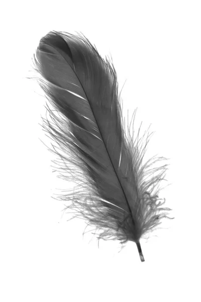 Black Goose Feather White Isolated Background — Stock fotografie