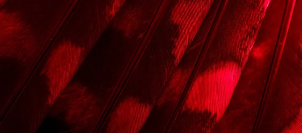 Red Feathers Owl Visible Details — Stockfoto