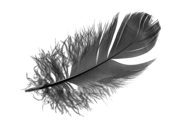 Black Goose Feather White Isolated Background — Photo