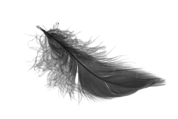 Black Goose Feather White Isolated Background — ストック写真