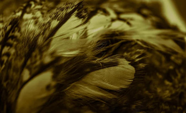 フクロウの金色の羽目に見える詳細 — ストック写真